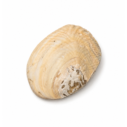 Grote parelmoer schelp sieradenschaaltje The Beach Club